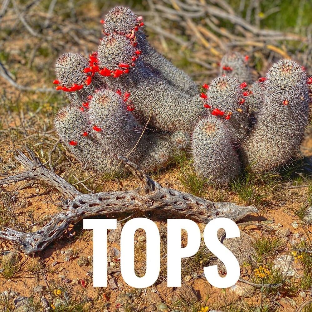 Tops‎
